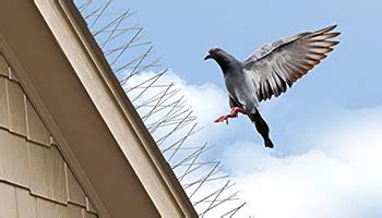 How Do I Get Rid Of Birds Nesting On My Roof Besure Pest Control