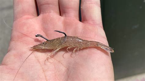 Fishing With Live Shrimp Surf Jetty Pier Or Boat Youtube