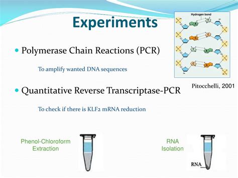 Ppt The Role Of Kr Ppel Like Factor In Erythroid Cells Powerpoint