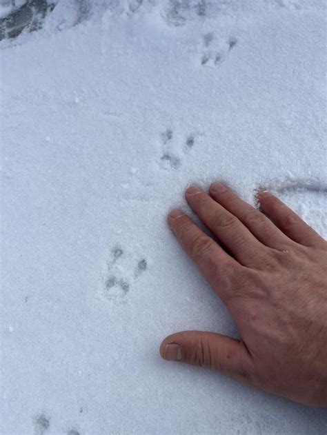 Peromyscus maniculatus? : r/AnimalTracking