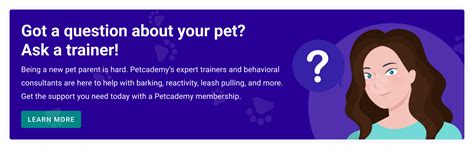 Understanding Why Dogs Bark Petcademy Blog