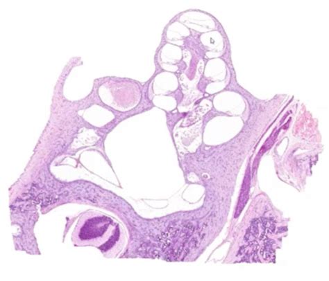 Histology Practical Ears Flashcards Quizlet