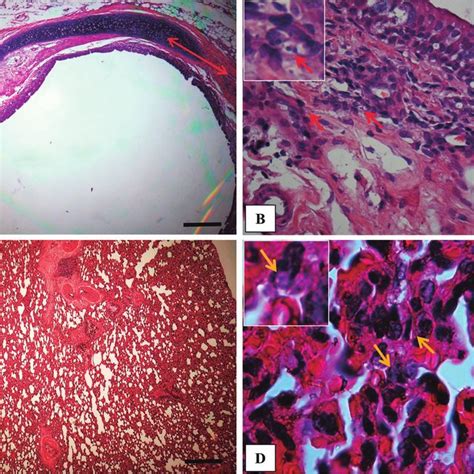 Histological Evaluation Of Spleen A B And Liver C D Of Cavia