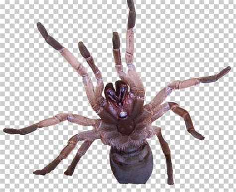 Tarantula Spider Venom Goliath Birdeater Insect PNG, Clipart, Allergen ...