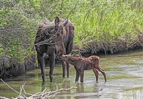 Moose Kisses Mom and Baby Photograph by Jennie Marie Schell - Fine Art ...