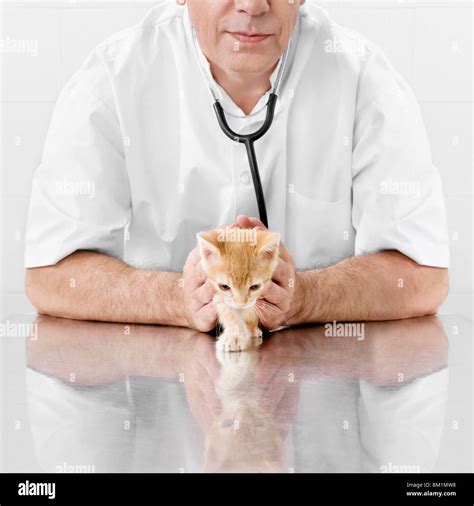 Vet Examining A Cat Stock Photo Alamy