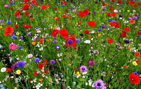 Wildflower Lawn Guide How To Create A Vibrant Meadow In Your Yard