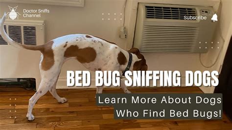 Bed Bug Sniffing Dogs In Action Youtube