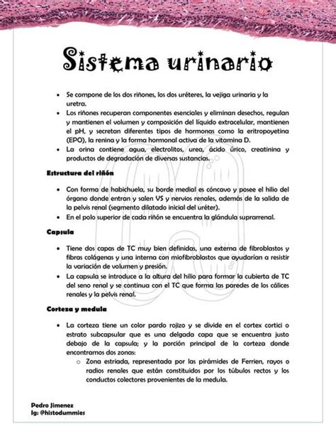 Sistema Urinario Pedro Afiff Jimenez Udocz