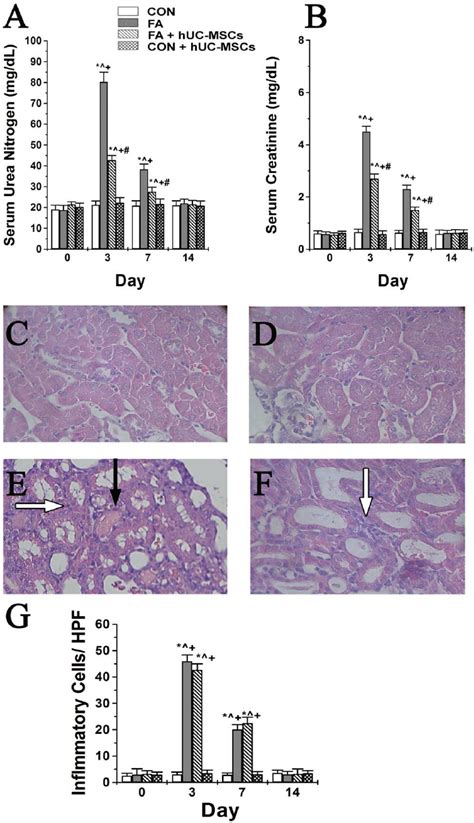 The Effects Of Human Umbilical Cord Derived Mesenchymal Stem Cells