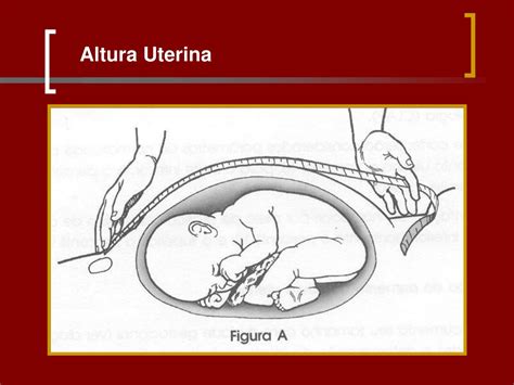 Altura Do Fundo Uterino