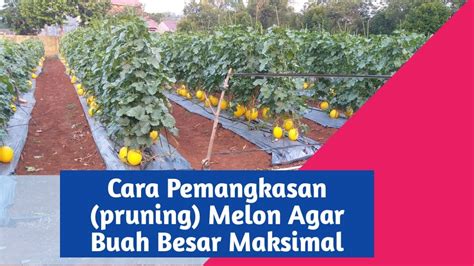 Cara Memangkas Pruning Cabang Melon Setelah Berbuah Agar Buah Besar