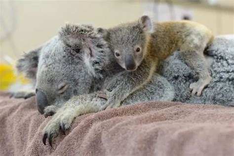 Emotional moment a baby koala hugs unconscious mom during life-saving ...