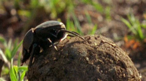 El Escarabajo Pelotero Uno De Los Insectos M S Fuertes Del Planeta