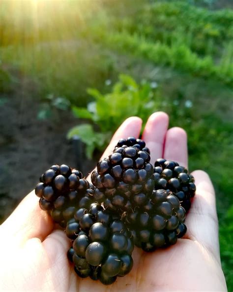 Blackberries Vs Black Raspberries Whats The Difference Black Raspberry Raspberry Blackberry