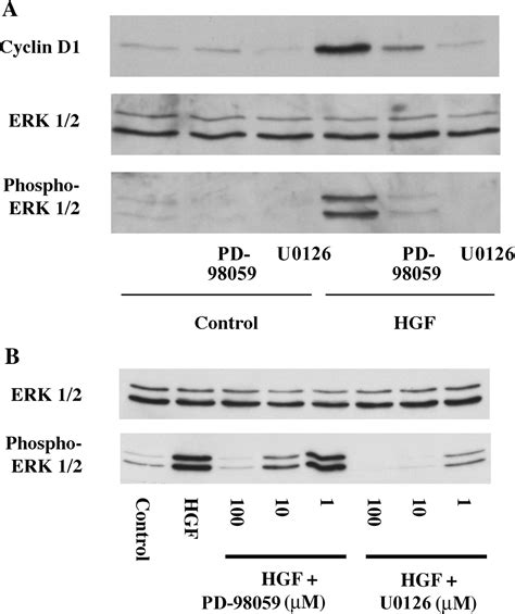 Evidence For Erk1 2 Phosphorylation Controlling Contact Inhibition Of