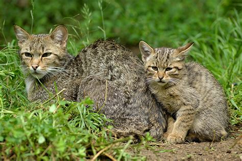 BUND feiert 20 Jahre Rettungsnetz für Wildkatze