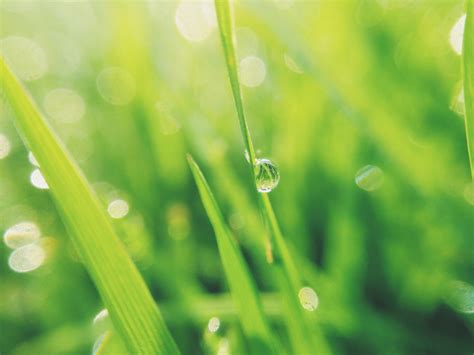 Free Images Water Nature Branch Drop Dew Field Lawn Meadow