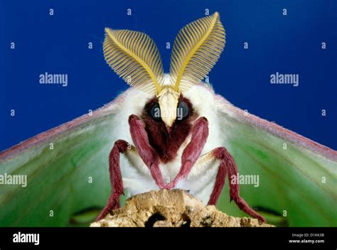 Luna Moth Actias Luna Beautiful Adult With Compound Eyes Legs Stock