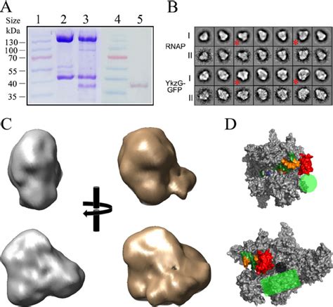 Determination Of The Structure Of Gfp Rnap By Single Particle