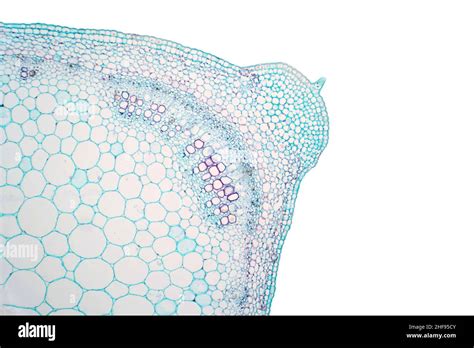 Plante Microscopique Banque De Photographies Et Dimages Haute