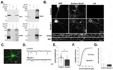 Nedd4 1 Interacts With And Regulates Surface Expression Of GluA1