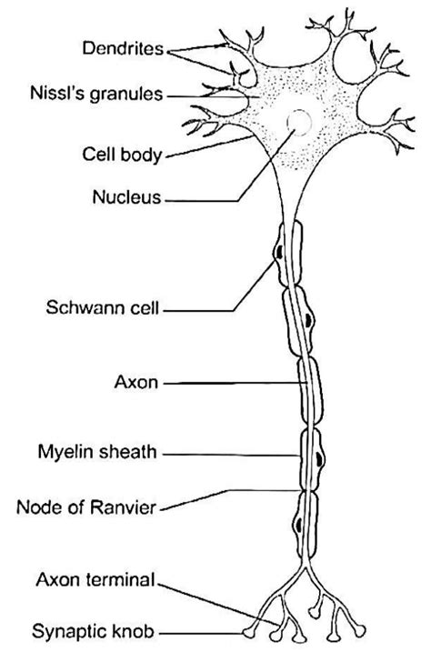 Neuron Cell Diagram Labeled