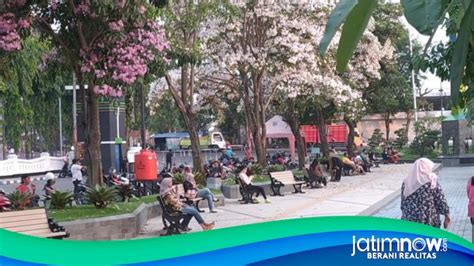 Tabebuya Bermekaran Di Alun Alun Jombang Jadi Sasaran Spot Selfie