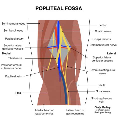 Radiopaedia Drawing Contents Of The Popliteal Fossa English Labels