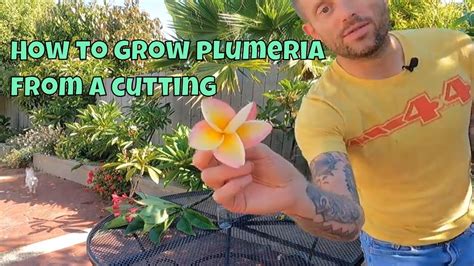 How To Grow Plumeria From A Cutting Plumeria Propagation Youtube