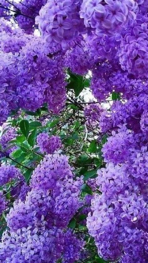 Purple Colour Flowers in Beautiful Day Light