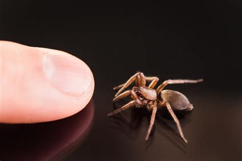 How to treat a spider bite with 7 natural Remedies| How to Cure