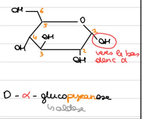 Biochimie BM3 Les Oses Cartes Quizlet