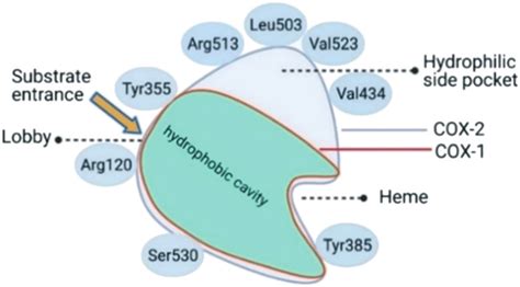 Active Site Cavity Of Cox And Cox Schematic Created With