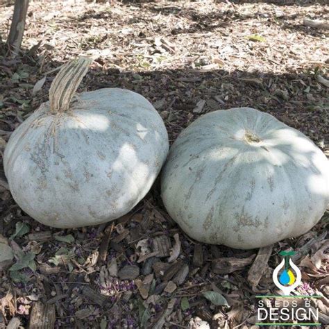 Winter Squash Seed Sweet Meat