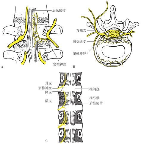 三、腰脊神经变异