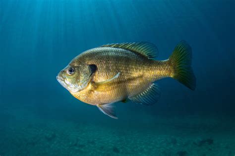 Sunfish vs Bluegill Identification Guide | Outdoor Life