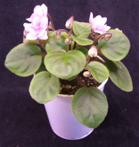 Terms Conditions The Violet Barn African Violets And More