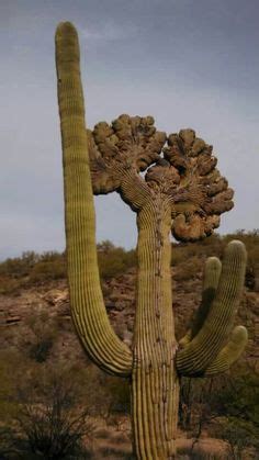 Tucson, AZ Cacti, Desert Dreamer, Tucson Az, Saguaro, Gmail, Cactus