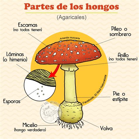 Estructura Y Función De Los Hongos La Increíble Biología Y