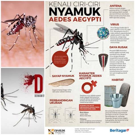 Contoh Poster Nyamuk Aedes / Cara Membuat Poster Tentang Nyamuk Dan ...