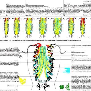 Cervical anatomy, cervical function and cervical mucus types in an... | Download Scientific Diagram