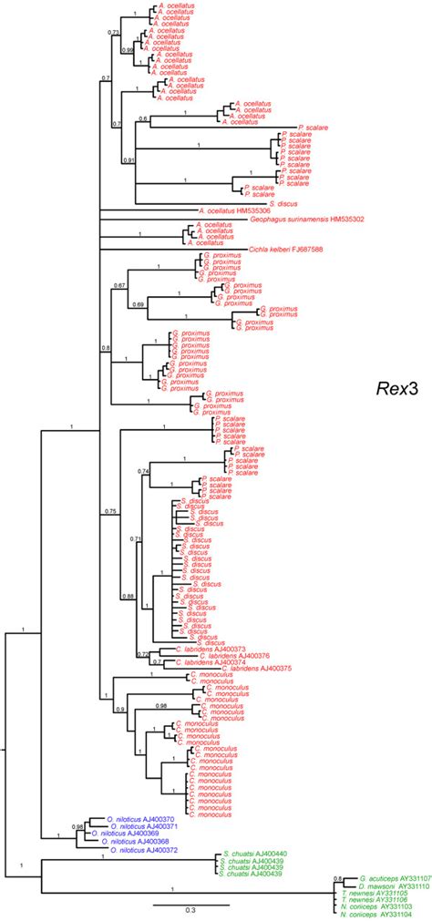 Bayesian Tree For Reverse Transcriptase Nucleotide Sequences Of Rex3