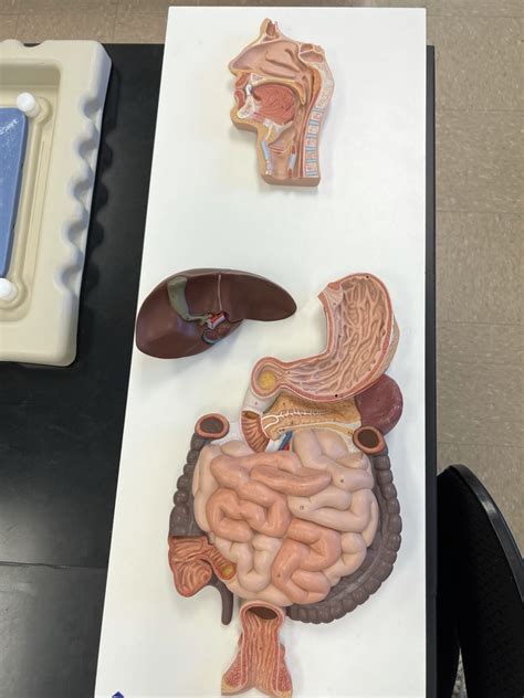 Digestive System Flat Model Diagram Quizlet