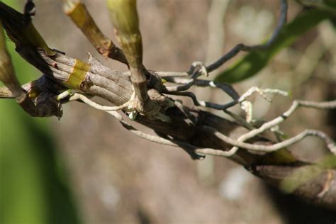 Banco De Imagens Galho Ramo Vegeta O Flora Plantar Folha