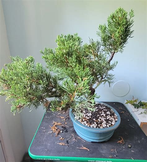 Juniperus Chinensis V Parsonii Pre Bonsai Aikobonsai