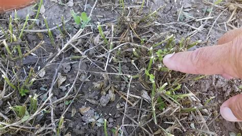 Cutting Alfalfa For Faster Recovery Alforex Seeds