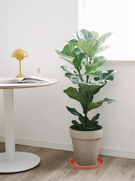 Snapklik Bleuhome Pack Of Inch Plant Saucer Heavy Duty