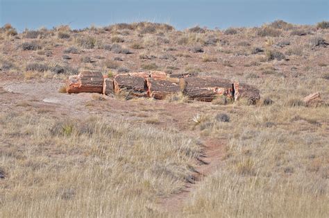 Past Preserved: Photos of the Petrified Forest | Live Science