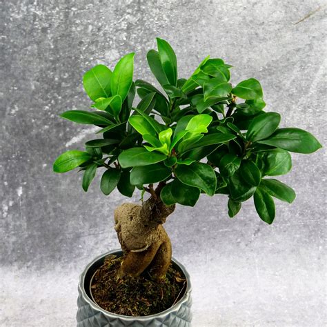 Podstawowe zasady przycinania drzewko ficus bonsai Jak przycinać